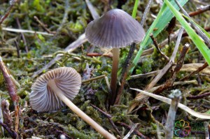 Mycena megaspora (1)